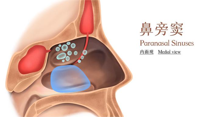 摄图网_401788821_鼻旁窦内面观医疗插画(企业商用).jpg